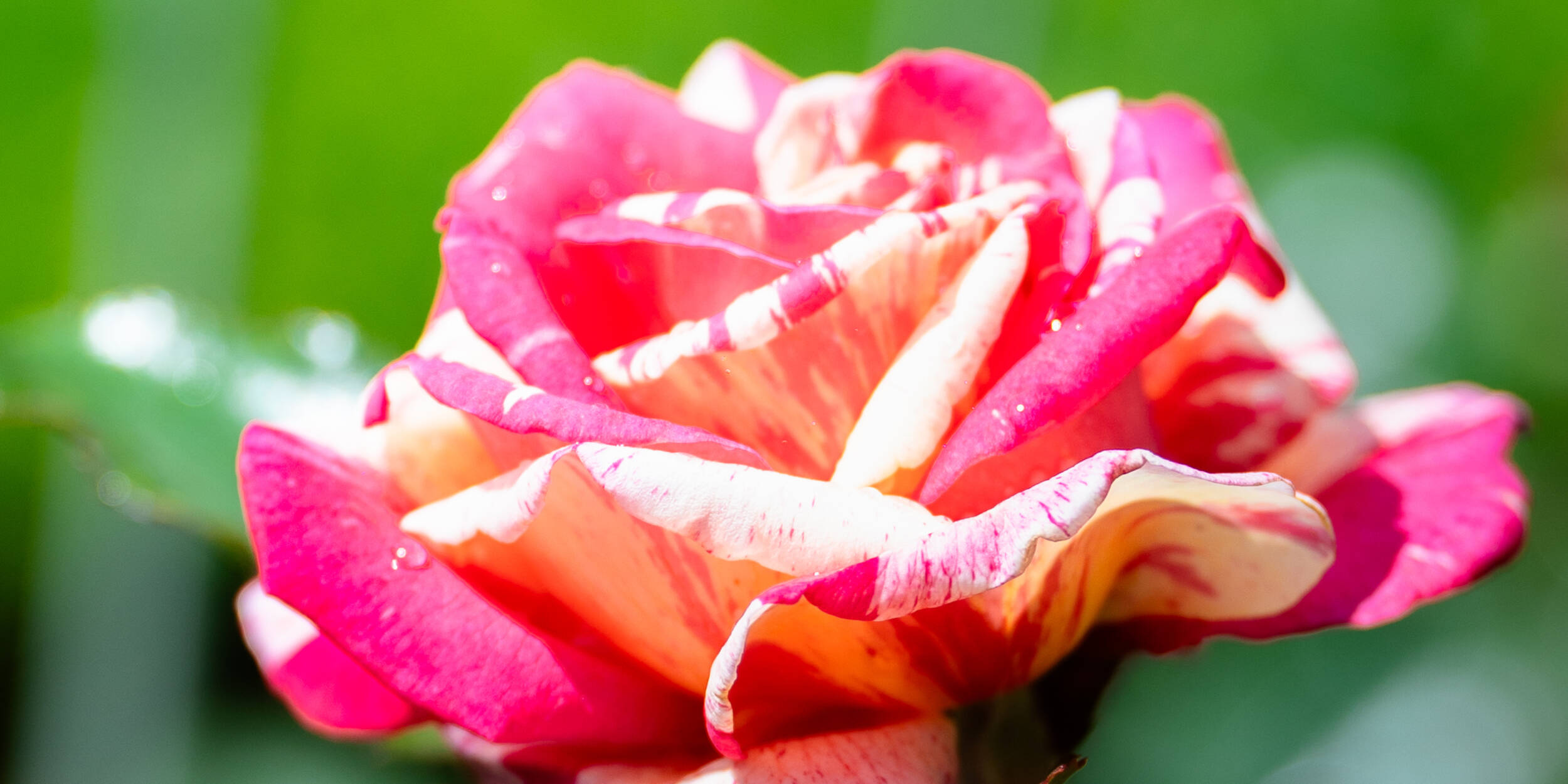 Visite guidée Le jardin au fil des saisons au musée des impressionnismes Giverny