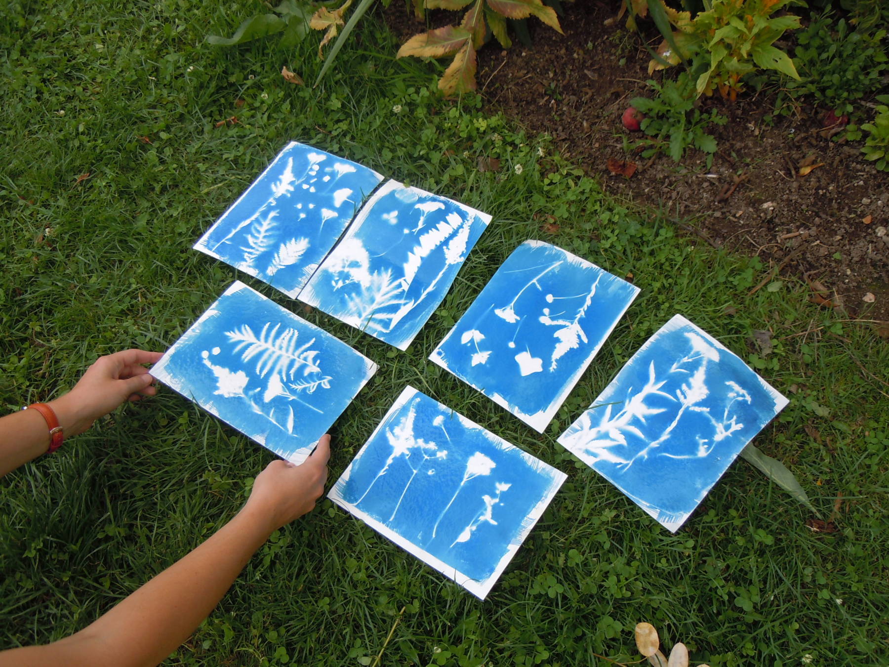 Atelier "Herbier au cyanotype"