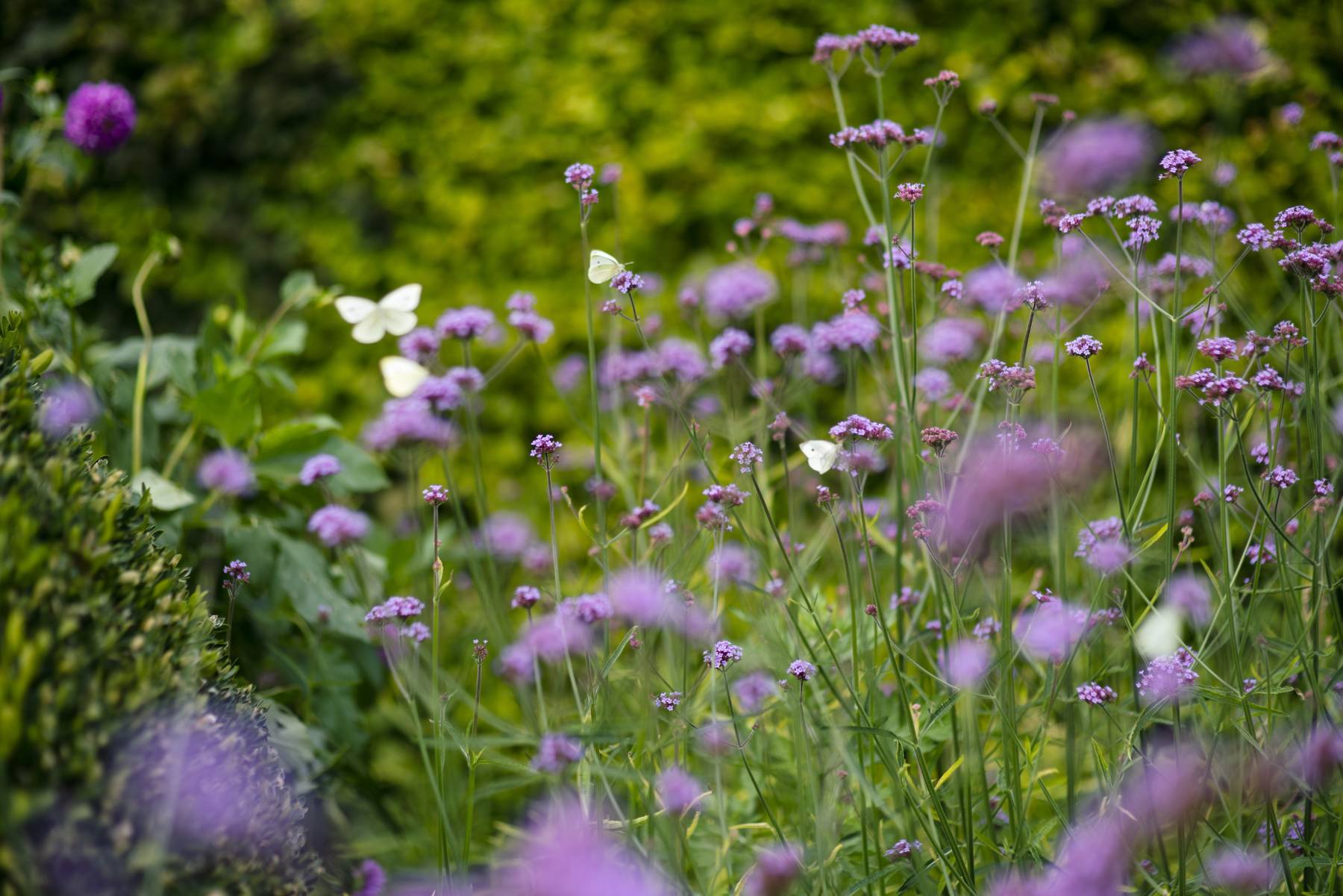 Terri Weifenbach (née en 1957) Giverny, une année au jardin, septembre 2021 Impression jet d’encre, 50 x 76 cm Giverny, musée des impressionnismes, MDIG 2022.4.2 © Terri Weifenbach © Giverny, musée des impressionnismes