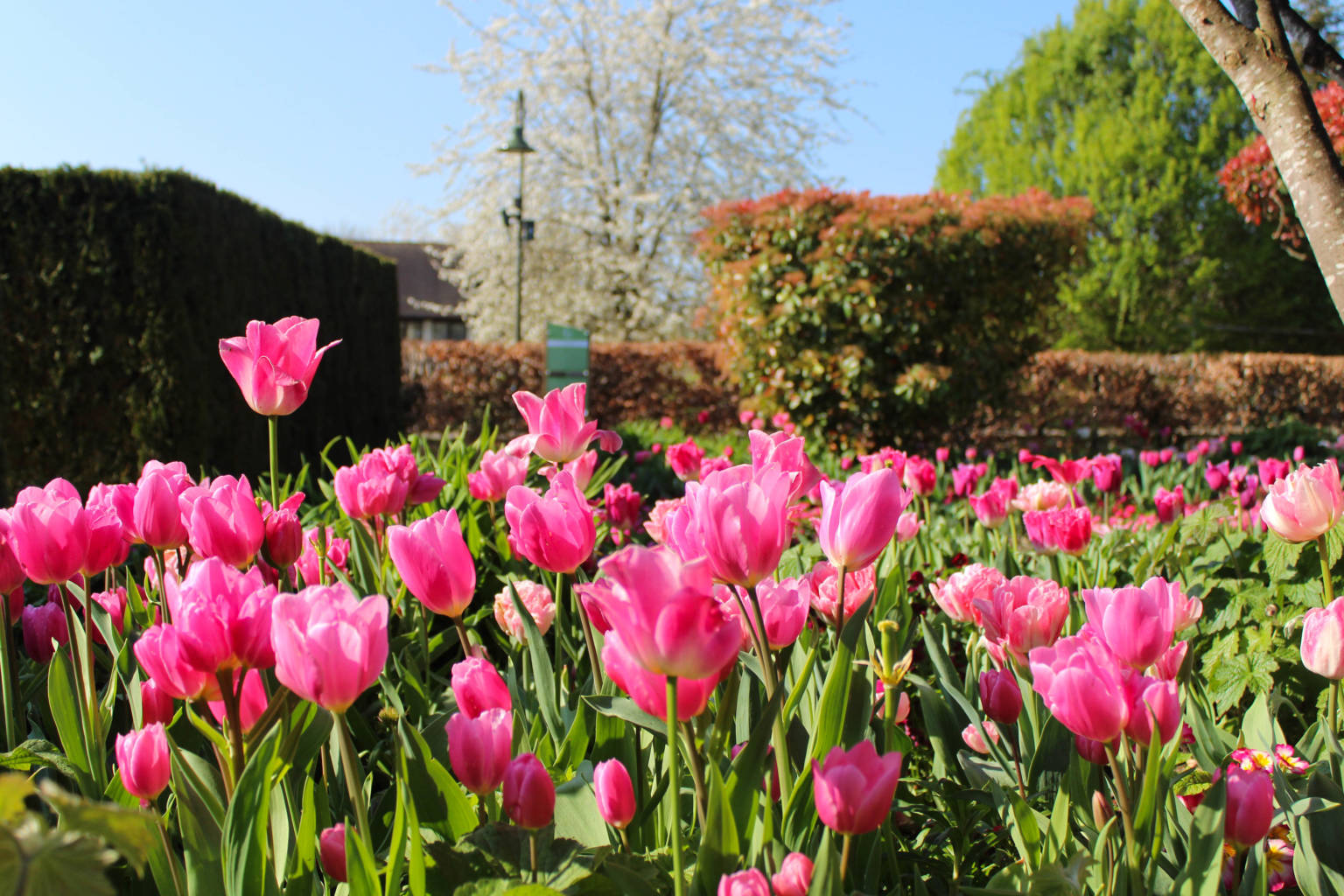 online-collection-mus-e-giverny
